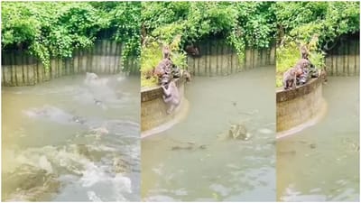 Viral: મગરની અણી કાઢવાના ચક્કરમાં વાંદરો ફસાયો મગરોની વચ્ચે, જુઓ પછી શું થયું !