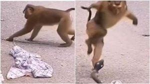 Viral: નકલી સાપને જોઈને વાંદરાનો પરસેવો છૂટી ગયો, વીડિયો જોઈ હસવું રોકી નહીં શકો
