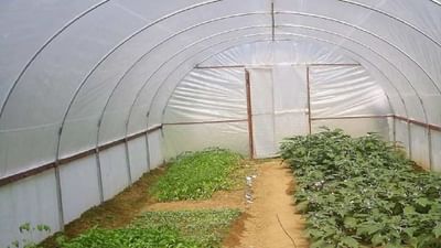 જાણો પોલી હાઉસ અને ગ્રીન હાઉસ વચ્ચે અંતર અને તેના ફાયદા, તેમજ સરકાર કેટલી આપે છે સહાય