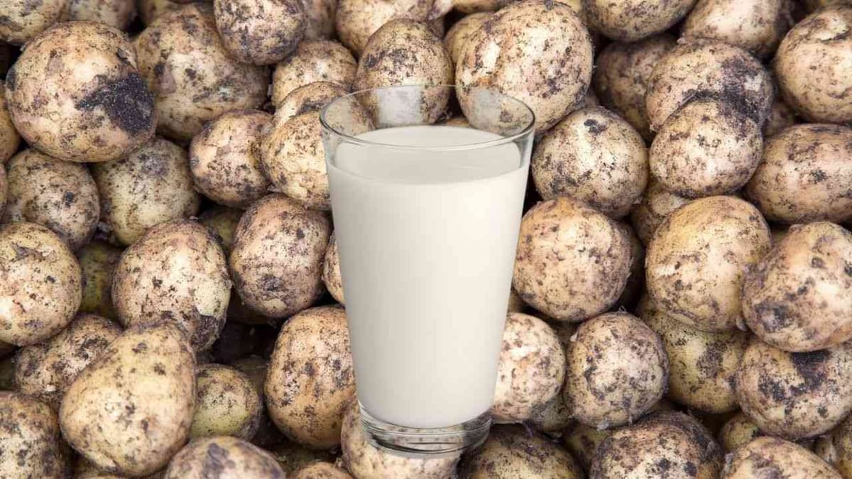 Health : નોર્મલ દૂધને ભૂલી જશો જો પીશો બટાકાના દૂધને