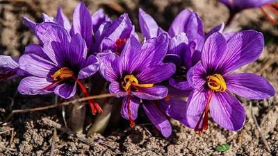 દુનિયાભરમાં ઘણા પ્રકારના મસાલા જોવા મળે છે જેનો ઉપયોગ ખોરાકમાં થાય છે. બધા મસાલાની કિંમત અલગ અલગ હોય છે. આ મસાલાઓ તેમના ઉત્તમ સ્વાદ અને વિવિધ કારણોસર વિશ્વભરમાં પ્રખ્યાત છે.