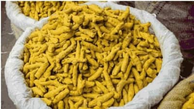 Turmeric Farming : હળદરના વાવતેરમાં વધારો છતાં ઉત્પાદનમાં થયો ધરખમ ઘટાડો, શું રસોઈનો રંગ પડશે ફિક્કો ?