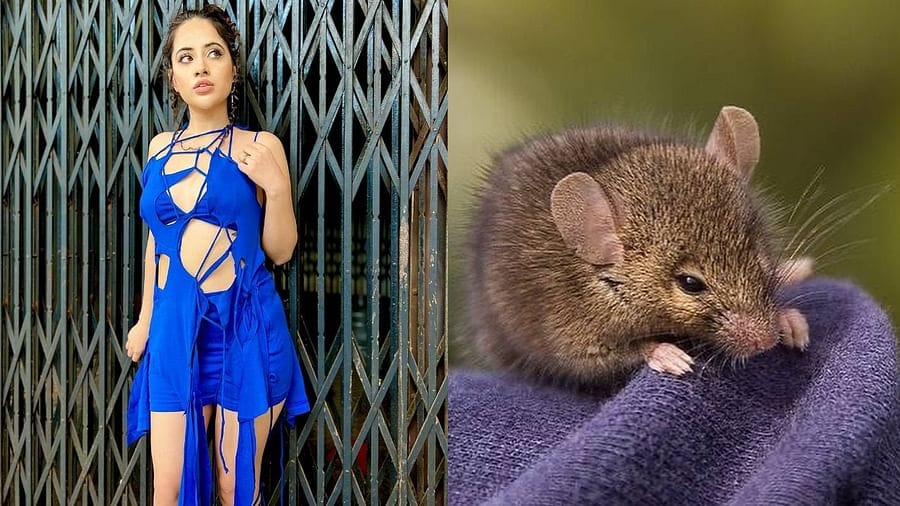 ઉર્ફીની આ લેટેસ્ટ તસવીરો માટે ટ્રોલ પણ થઈ રહી છે. હાલમાં જ તે જાહેરમાં વિચિત્ર ડ્રેસ પહેરેલી જોવા મળી હતી.