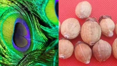 New Year 2022 Vastu Tips: નવા વર્ષે ઘરમાં રાખો આ શુભ વસ્તુઓ, નહીં આવે આખું વર્ષ સુખ-સમૃદ્ધિની કમી