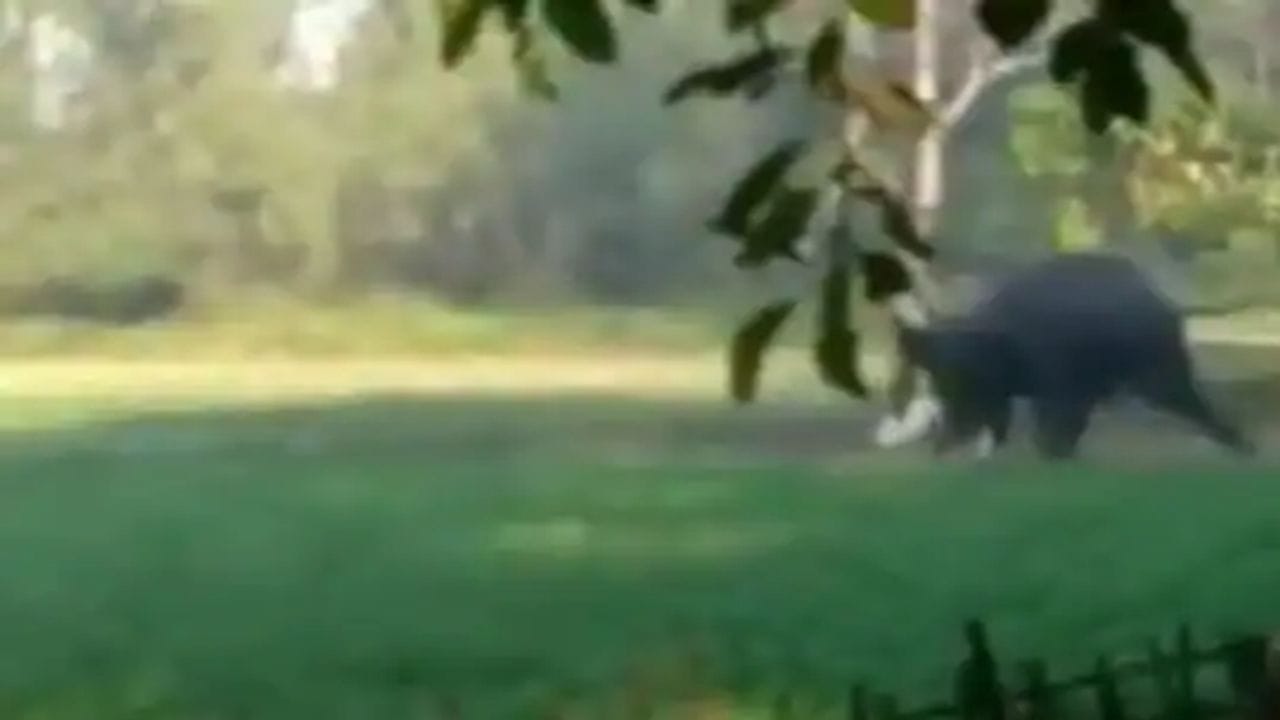 હાથીને છંછેડવો આ વ્યક્તિને ભારે પડ્યો ! ગુસ્સે થયેલા ગજરાજે કર્યો હુમલો, જુઓ દિલઘડક VIDEO