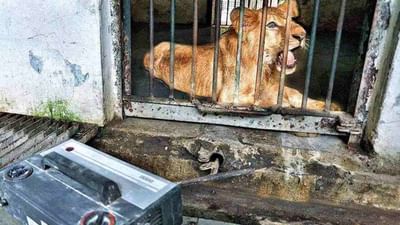 Surat : સુરતમાં તાપમાનનો પારો ગગડતા પ્રાણી સંગ્રહાલયમાં પ્રાણીઓ માટે કરાઈ હીટરની વ્યવસ્થા