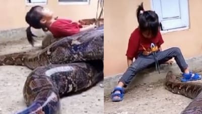 OMG : આ બાળકી રમકડાની જેમ મહાકાય સાપ સાથે કરી રહી છે મસ્તી ! વીડિયો વાયરલ થતા લોકોના હોંશ ઉડી ગયા