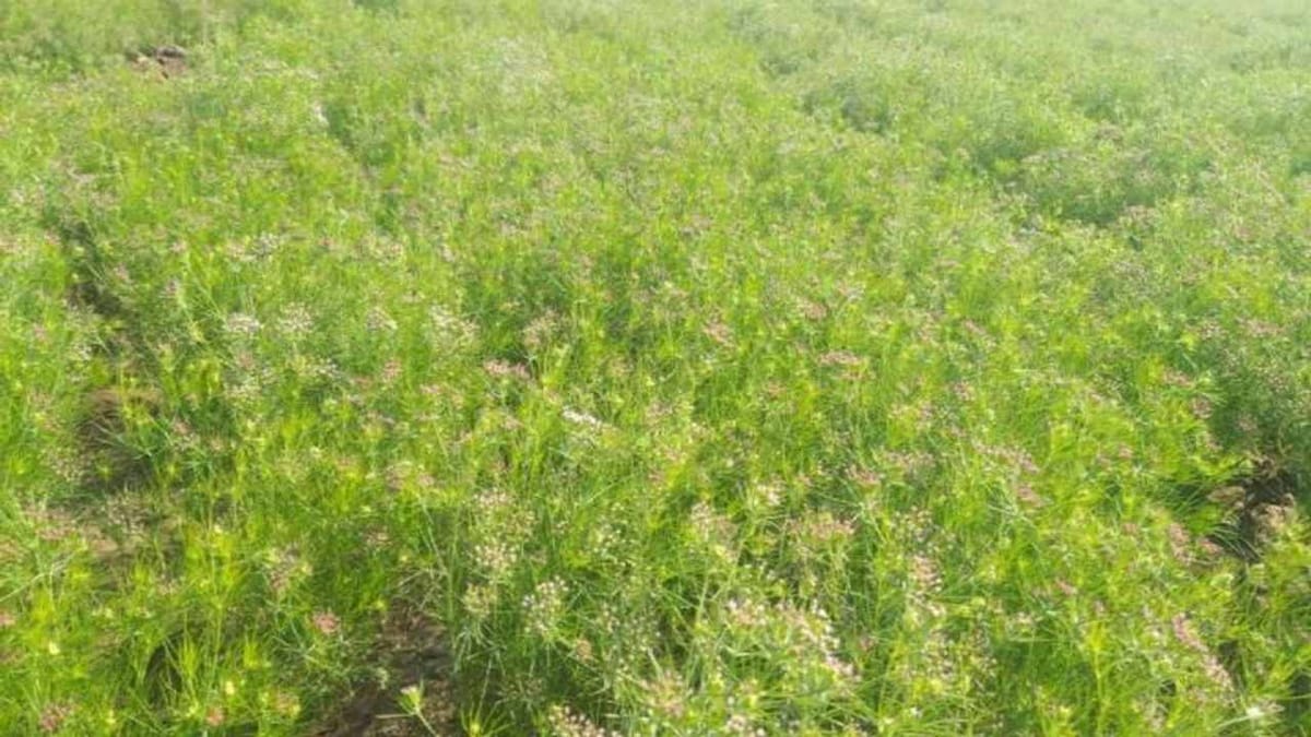 SURENDRANAGAR : ચાલુ વર્ષે જીરુના વાવેતરમાં કેમ ઘટાડો ? જિલ્લામાં ચણાનું મબલખ ઉત્પાદન થાય તેવા એંધાણ