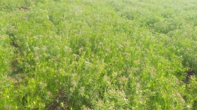 SURENDRANAGAR : ચાલુ વર્ષે જીરુના વાવેતરમાં કેમ ઘટાડો ? જિલ્લામાં ચણાનું મબલખ ઉત્પાદન થાય તેવા એંધાણ