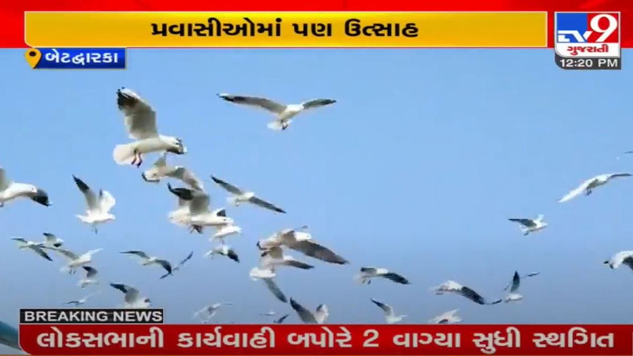 બેટ દ્વારકા અને ભાવનગરમાં વિદેશી પક્ષીઓનું આગમન, પક્ષીપ્રેમીઓમાં અનેરો ઉત્સાહ બેટ દ્વારકા અને ભાવનગરમાં વિદેશી પક્ષીઓનું આગમન, પક્ષીપ્રેમીઓમાં અનેરો ઉત્સાહ