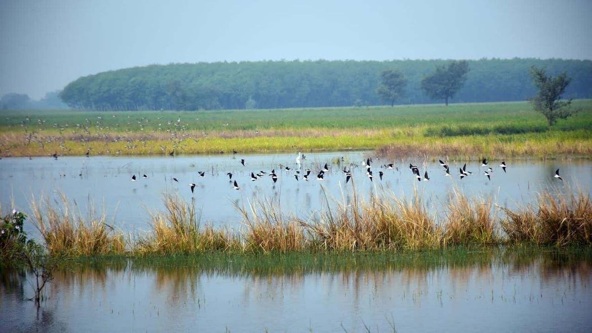 શિયાળામાં વડોદરાના વઢવાણા આવતા યાયાવર પક્ષીઓની અવલોકન પદ્ધતિથી ગણતરી થશે