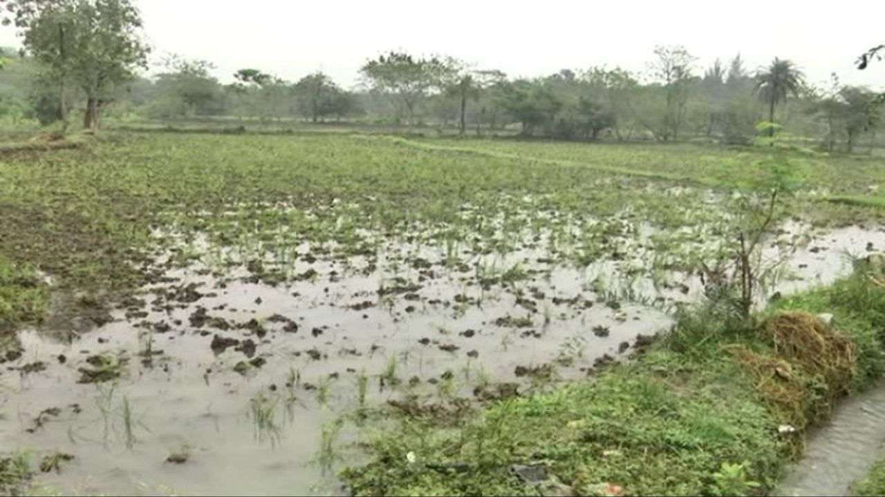 VALSAD : કમોસમી વરસાદથી ખેતીમાં ભારે નુકસાન, જગતના તાત ઉપર આર્થિક નુકસાનીની લટકતી તલવાર, મોટાભાગનો પાક બગડયો
