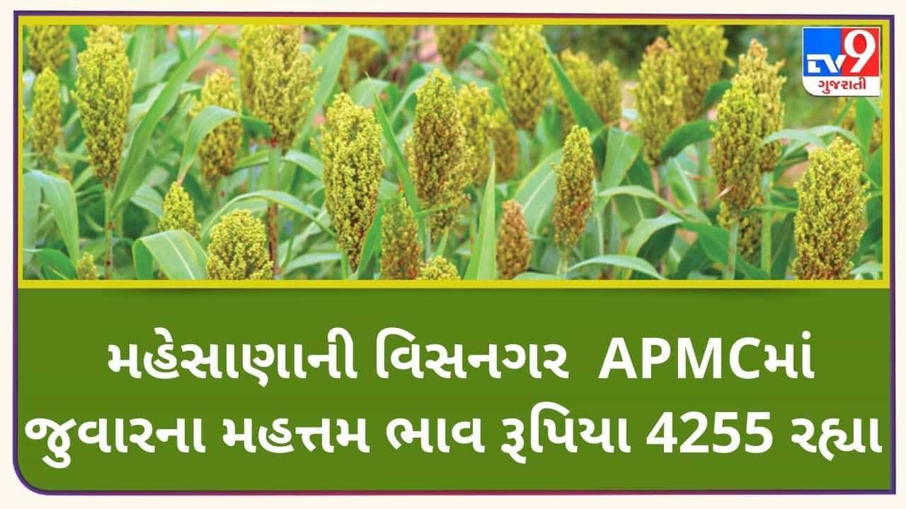Mandi: મહેસાણાની વિસનગર APMCમાં જુવારના મહત્તમ ભાવ રૂપિયા 4,255 રહ્યા, જાણો જુદા-જુદા પાકના ભાવ