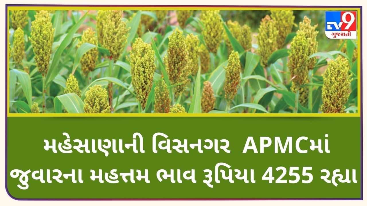 Mandi: મહેસાણાની વિસનગર APMCમાં જુવારના મહત્તમ ભાવ રૂપિયા 4,255 રહ્યા, જાણો જુદા-જુદા પાકના ભાવ