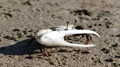 જામનગરથી 62  કિમીની અંતરે નરારા ટાપુ આવેલો છે. દરિયાઇ માર્ગે બોટ દ્વારા આ ટાપુ પર જઇ શકાય છે. અહી દરિયાઇ જીવસૃષ્ટિની એક અનોખી દુનિયા છે. આ વિસ્તાર મરીન નેશનલ પાર્ક હસ્તક છે. મરીન નેશનલ પાર્ક દ્વારા દરિયાઇ જીવ સૃષ્ટિના સંરક્ષણ અને સંવર્ધન માટેની કામગીરી થાય છે. 