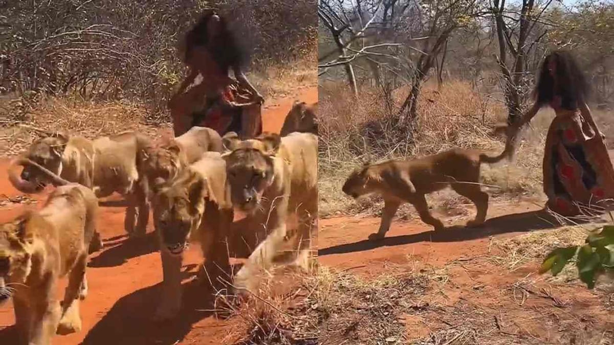 ના હોય ! જંગલમાં આ યુવતી છ સિંહણ સાથે કરી રહી છે મસ્તી, અનોખી દોસ્તીનો વીડિયો થયો વાયરલ