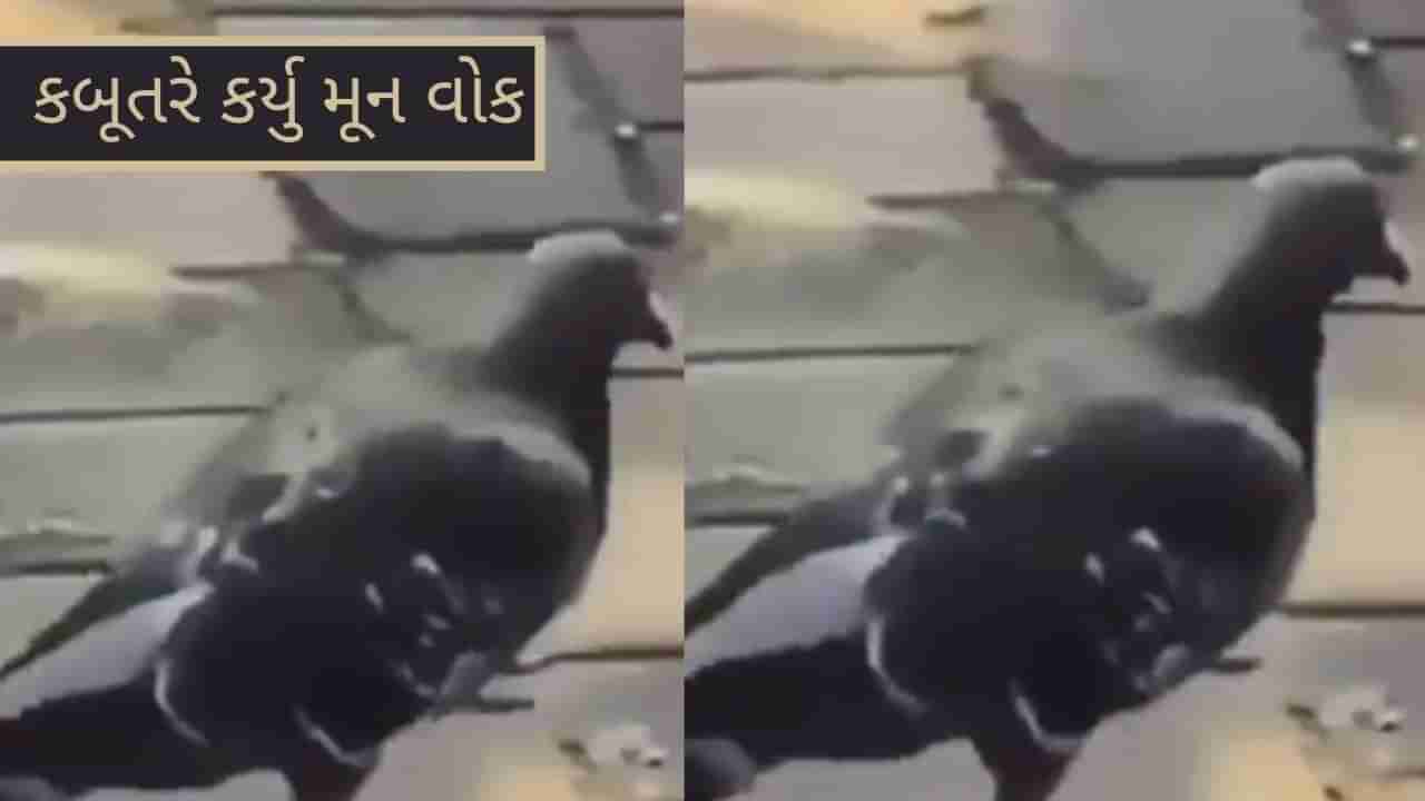 Video : મૂનવોક કરતા કબૂતરે ઈન્ટરનેટ પર મચાવી ધમાલ, વીડિયો જોઈને તમે પણ હસી હસીને લોટ પોટ થઈ જશો