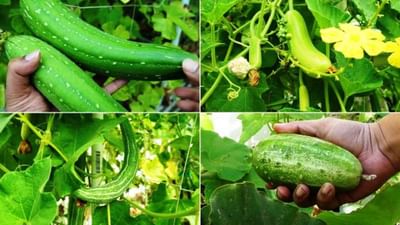 Top 5 Vegetable crop: ફેબ્રુઆરીમાં વાવી શકાતી 5 મહત્વની શાકભાજી, જાણો વિગત