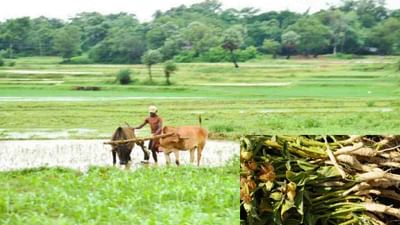 Ashwagandha Farming: ઔષધીય છોડ અશ્વગંધાની ખેતી વિશે જાણો સંપૂર્ણ માહિતી