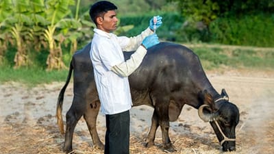 ઠંડીની ઋતુમાં પશુઓને મુખ્યત્વે આ પ્રકારના રોગ થાય છે, રોગોથી બચાવ માટે નિષ્ણાંતોએ જણાવ્યા આ ઉપાયો