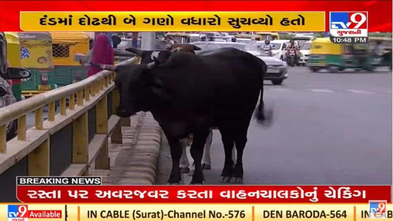 અમદાવાદમાં રખડતા ઢોરના ત્રાસ દૂર કરવા મુદ્દે કમિશ્નર અને સત્તાધારી પક્ષ વચ્ચે મતભેદ