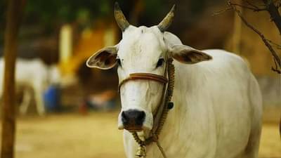 ગાય-ભેંસના પશુપાલન માટે કેટલી અને કેવી રીતે મળશે લોન, જાણો સંપૂર્ણ વિગત