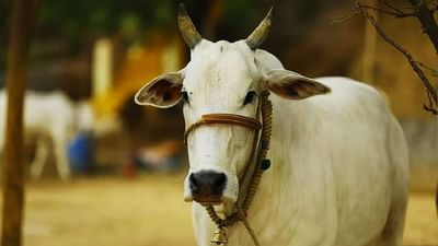 ગાય-ભેંસના પશુપાલન માટે કેટલી અને કેવી રીતે મળશે લોન, જાણો સંપૂર્ણ વિગત