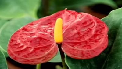 એન્થુરિયમની ખેતી તરફ વળી રહ્યા છે ખેડૂતો, ઓછી ઉપજને કારણે મોંઘા ભાવે થાય છે વેચાણ