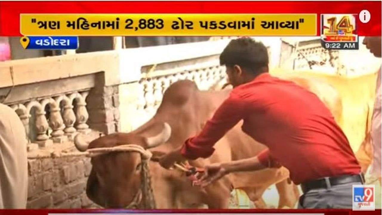 Vadodara: ત્રણ માસમાં 2,883 રખડતા ઢોર પકડવામાં આવ્યા હોવાનો મેયરનો દાવો, વિપક્ષે દાવા ખોટા ગણાવ્યા Vadodara: ત્રણ માસમાં 2,883 રખડતા ઢોર પકડવામાં આવ્યા હોવાનો મેયરનો દાવો, વિપક્ષે દાવા ખોટા ગણાવ્યા