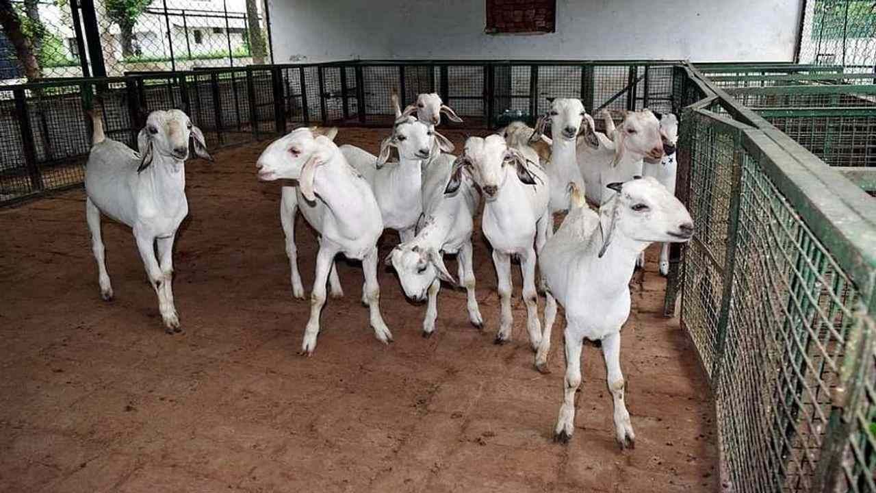 Goat Farming: 2.5 લાખ રૂપિયાની રકમથી શરૂ કરો બકરી પાલન, NABARD આપે છે આ સુવિધા