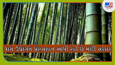 Bamboo farming: કેન્દ્ર સરકારે વાંસની ખેતી અંગેના નિયમોમાં કરેલા ફેરફારથી વાંસ ઉદ્યોગમાં ભારે તેજી