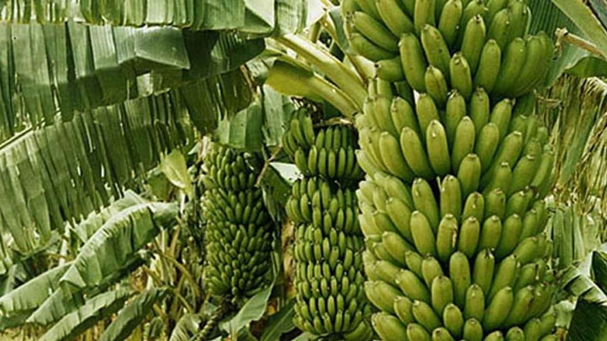 Banana Farming: ટીશ્યુ કલ્ચરમાંથી કેળાના રોપા તૈયાર કરીને ખેડૂતો કરે છે અઢળક કમાણી, જાણો ખેતીની સમગ્ર રીત Banana Farming: ટીશ્યુ કલ્ચરમાંથી કેળાના રોપા તૈયાર કરીને ખેડૂતો કરે છે અઢળક કમાણી, જાણો ખેતીની સમગ્ર રીત