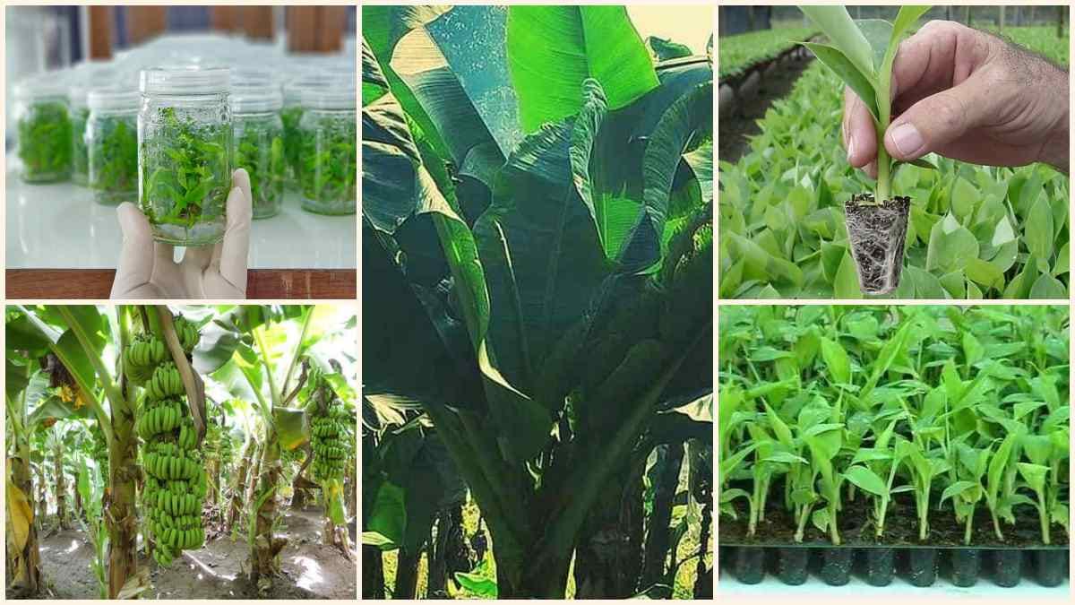 ઓર્ગેનિક કેળાના ઉત્પાદનનો નવો ટ્રેન્ડ, ટીશ્યુ કલ્ચરથી કેળાની વૈજ્ઞાનિક ખેતી, જાણો સંપૂર્ણ વિગત