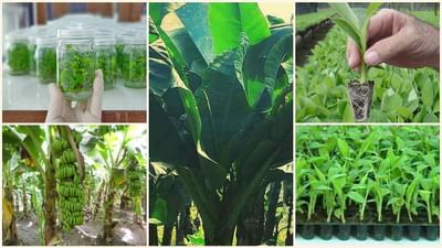 ઓર્ગેનિક કેળાના ઉત્પાદનનો નવો ટ્રેન્ડ, ટીશ્યુ કલ્ચરથી કેળાની વૈજ્ઞાનિક ખેતી, જાણો સંપૂર્ણ વિગત