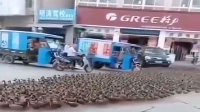 Viral Video : નાના પક્ષીઓ સૈનિકોની જેમ કરવા લાગ્યા પરેડ ,વીડિયો જોઈને યુઝર્સ હસીને લોટ પોટ થયા