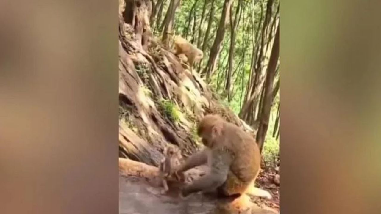 Viral video : વાંદરાએ તેના બચ્ચાને માણસની જેમ નવડાવ્યું, વિડીયો થયો સોશિયલ મીડિયામાં વાયરલ