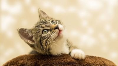 બિલાડીઓ સાથે જોડાયેલી ઘણી બધી અંધશ્રદ્ધાઓની વાત કરવામાં આવે તો આપણે ઘણું કહી શકીએ છીએ, પરંતુ બિલાડીઓ સાથે જોડાયેલી ઘણી એવી બાબતો છે, જે આપણે નથી જાણતા અને તે ઘણી રસપ્રદ છે. તેમના વિશે જાણીને તમને પણ નવાઈ લાગશે કે આખરે બિલાડીઓમાં પણ આ વિશેષતા હોય છે. તો આજે તમે જાણો કે તમારા ઘરની આસપાસ ફરતી બિલાડીઓની શું ખાસિયત છે અને તેનાથી સંબંધિત કેટલાક તથ્યો ખૂબ જ રસપ્રદ છે.
