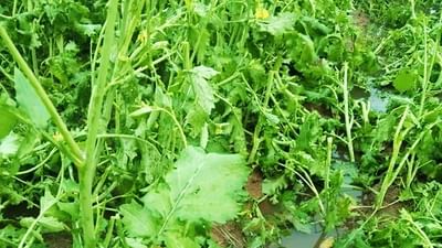 ખેડૂતોએ 72 કલાકમાં પાકના નુકસાન અંગે વીમા કંપનીને જાણ કરવી જરૂરી, નહીં તો વળતર મેળવવું બનશે મુશ્કેલ