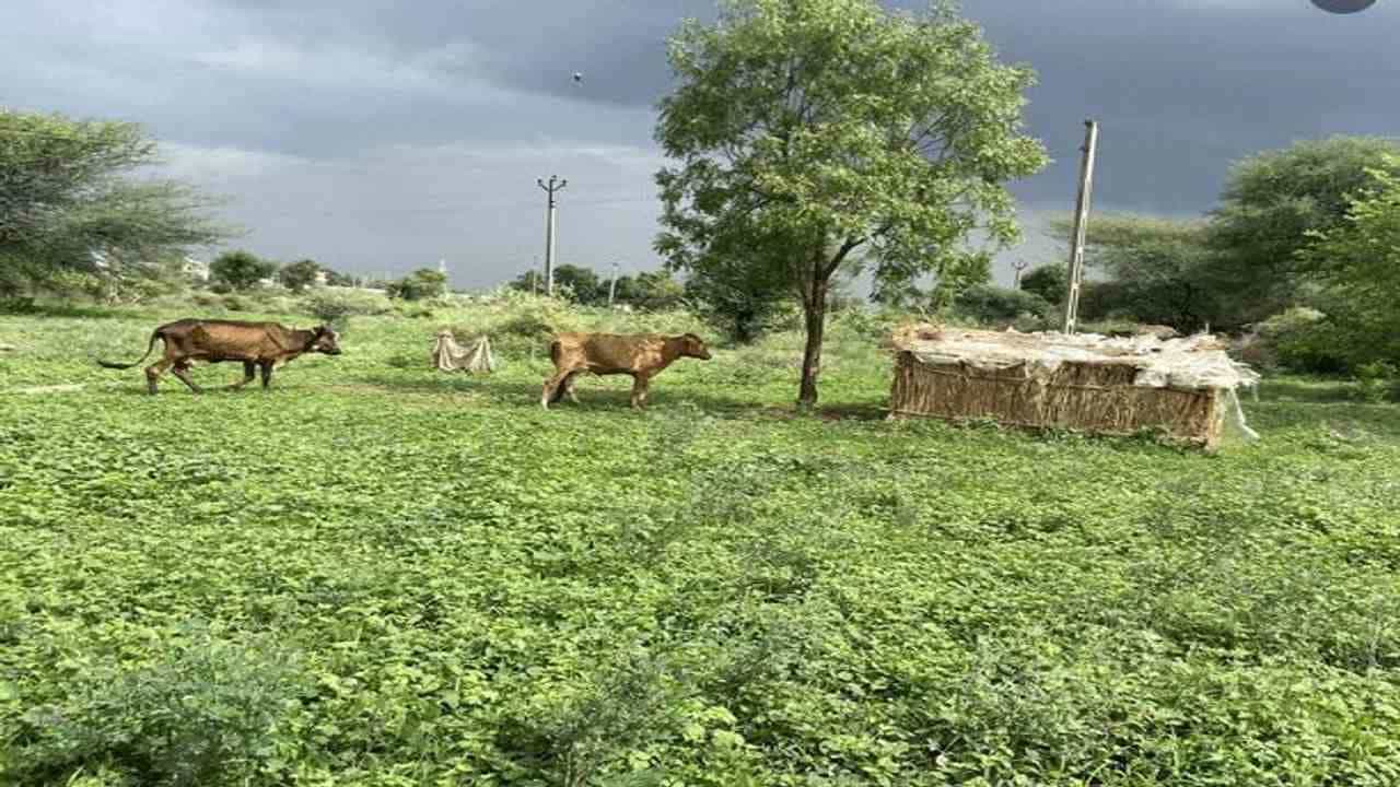 ડાંગને પ્રાકૃતિક ખેતી આધારિત જિલ્લો તો જાહેર કરાયો, પરંતુ અધિકારીઓની આળસને કારણે આદિવાસી ખેડૂતો યોજનાથી વંચિત