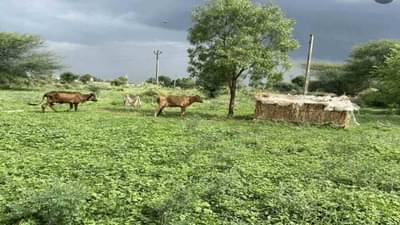 ડાંગને પ્રાકૃતિક ખેતી આધારિત જિલ્લો તો જાહેર કરાયો, પરંતુ અધિકારીઓની આળસને કારણે આદિવાસી ખેડૂતો યોજનાથી વંચિત