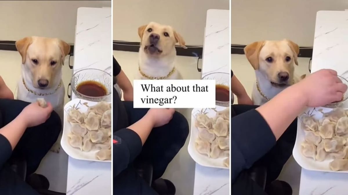 Viral: ડોગીમાં પણ સ્વાદનાં ભારે નખરા ! માલિકે ચટણી વગર  Momo  આપ્યા તો કરી દીધો ઈન્કાર, લોકોએ કીધુ ભારે નખરા