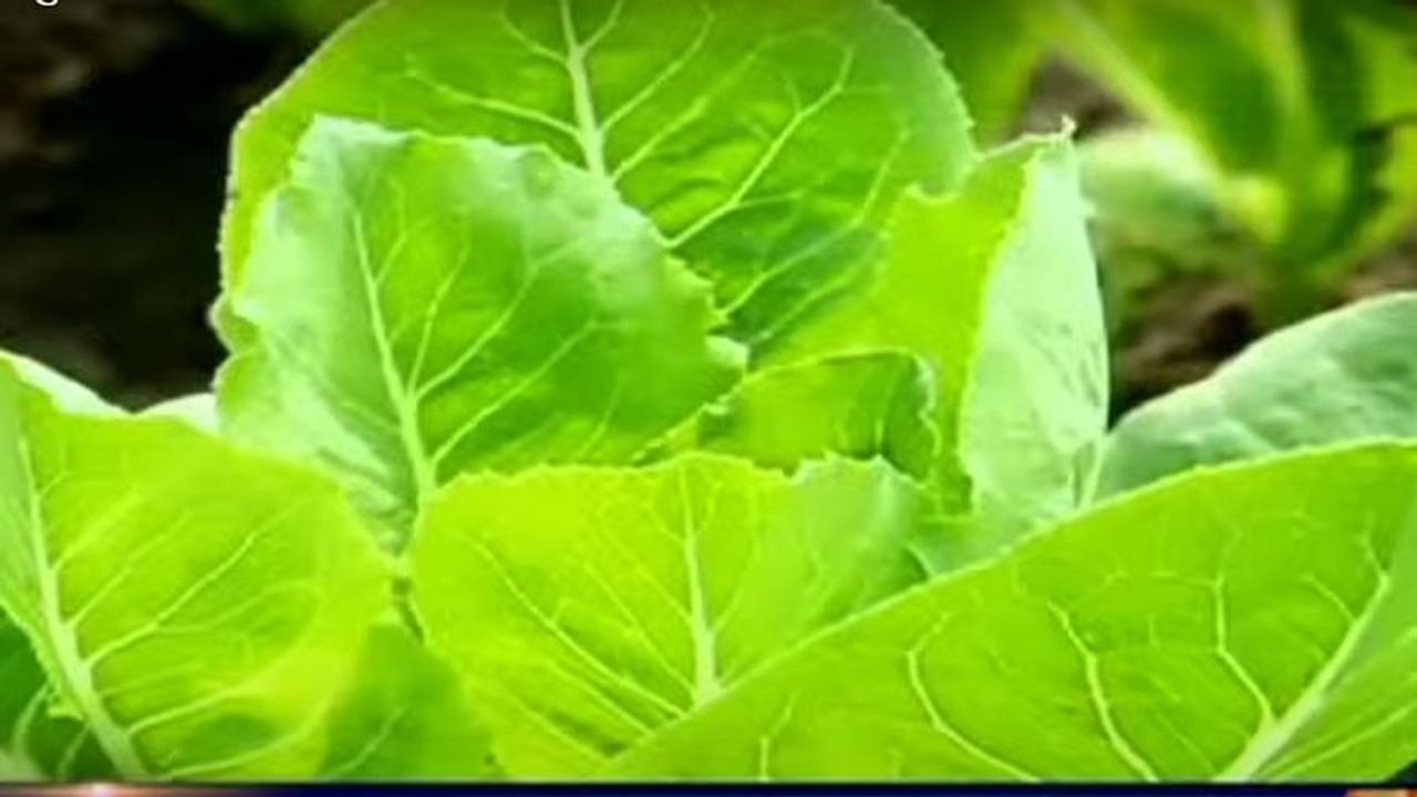Exotic Vegetables Farming : ઘણી આસાનીથી થઇ શકે છે વિદેશી શાકભાજીની ખેતી, એક વાર વાવેતર પછી થશે અઢળક કમાણી
