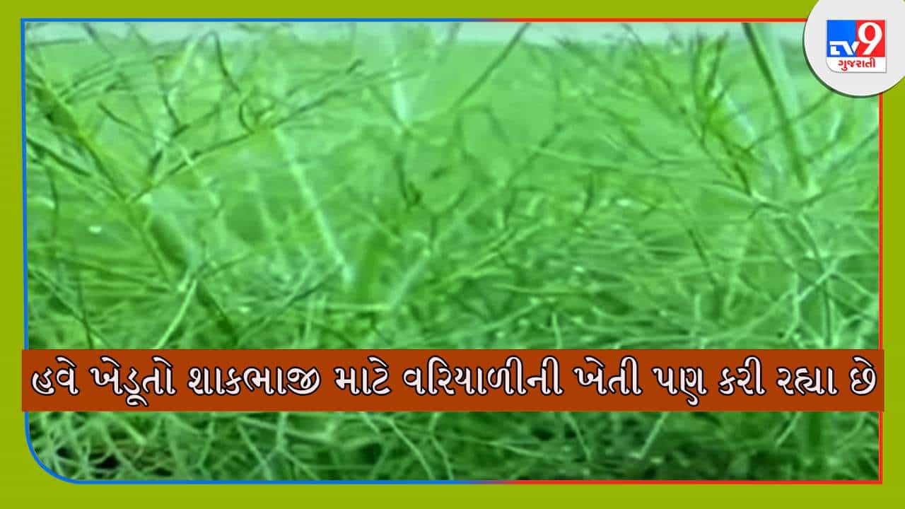 વરિયાળીની ખેતી કોઈ પણ જમીનમાં કરી શકાય, માગ વધતા ખેડૂતો માટે છે ફાયદાનો સોદો