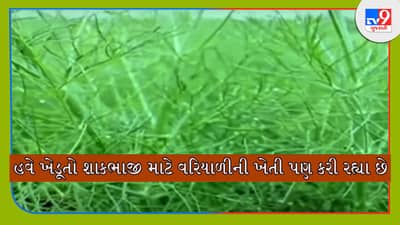 વરિયાળીની ખેતી કોઈ પણ જમીનમાં કરી શકાય, માગ વધતા ખેડૂતો માટે છે ફાયદાનો સોદો