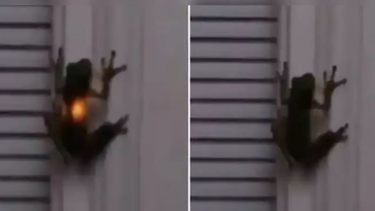 Viral: દેડકાની અંદર થવા લાગ્યો બલ્બ, હકીકત જાણી તમને પણ થશે આશ્ચર્ય