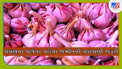 Garlic Farming: આ પ્રકારે જો લસણની ખેતી કરવામાં આવે તો ખેડૂતોને મળી શકે છે સારો નફો
