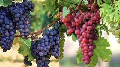 Grapes Rates: દ્રાક્ષના ભાવ નક્કી હોવા છતાં ખેડૂતોને કોઈ ફાયદો નથી મળી રહ્યો, હવે શું કરવું ?