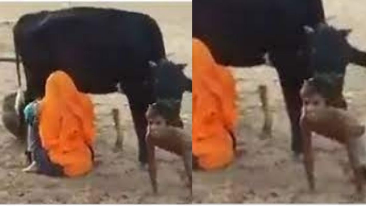 Video: ગાયનું દુધ કાઢવા આ કાકીએ લગાવ્યુ ગજબનું દિમાગ, જુગાડ જોઈને યુઝર્સ હસીને લોટ પોટ થયા