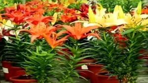 Lily Flower Farming: લીલીના ફૂલથી થશે સારી કમાણી, આવો જાણીએ કેવી રીતે ખેતી કરવામાં આવે છે અને શું રાખવું પડે છે ધ્યાન