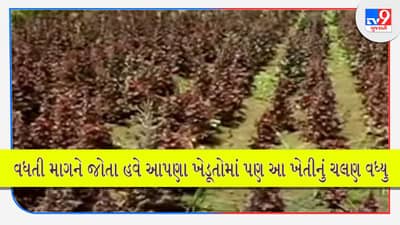 Lollo Rosso Farming: ભારતમાં આ ખાસ પાંદડાવાળા સલાડની ઝડપથી વધી રહી છે માગ, ખેડૂતો ખેતી કરી વધારી રહ્યા છે આવક